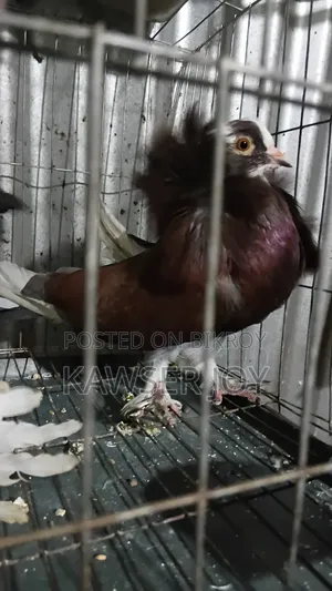 Very Good Healthy Strong, Macaw Portal Cock,