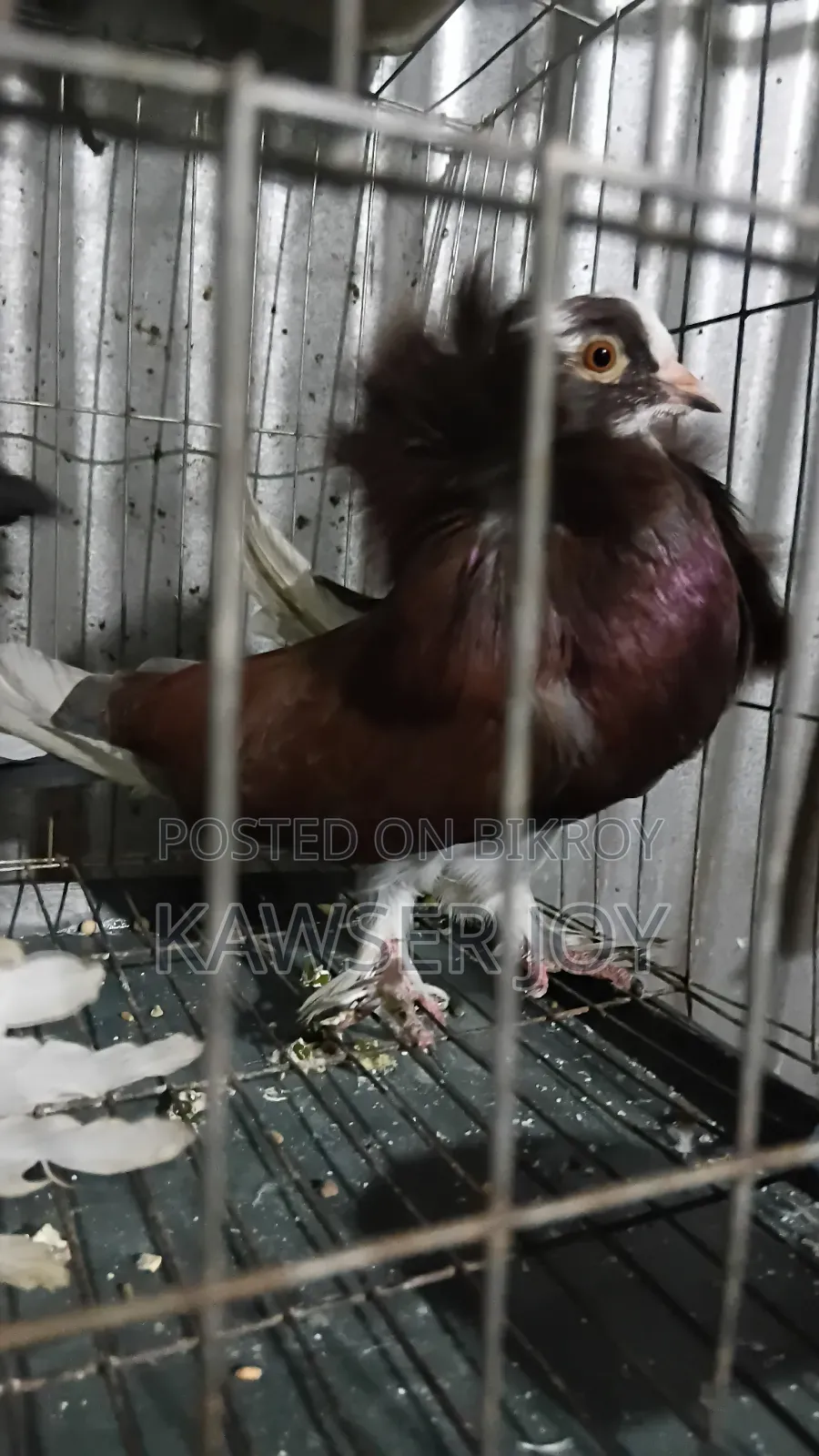 Very Good Healthy Strong, Macaw Portal Cock,