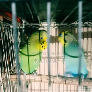 Yellow Headed Budgerigar with Cage and Pot Setup Master Pair