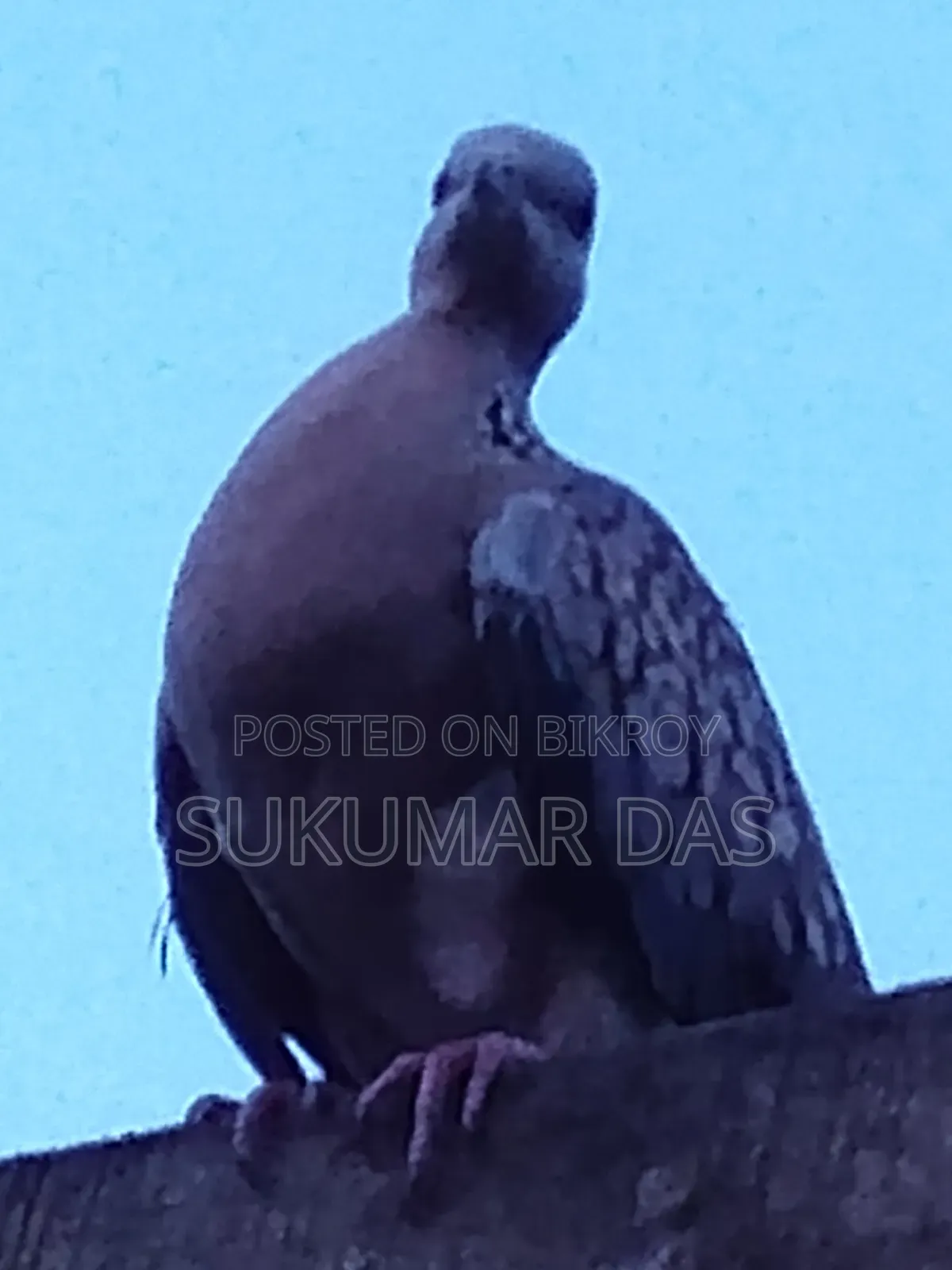 ভালো মানের কবুতর