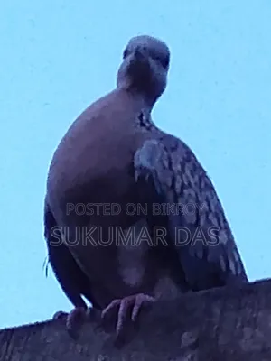 ভালো মানের কবুতর
