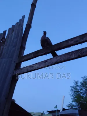 ভালো মানের কবুতর