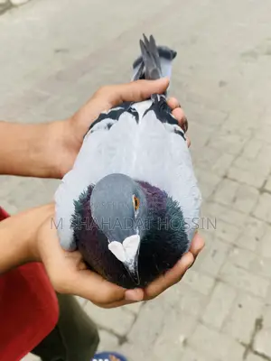 জায়ান্ট রেচার নর ভর সাইজের