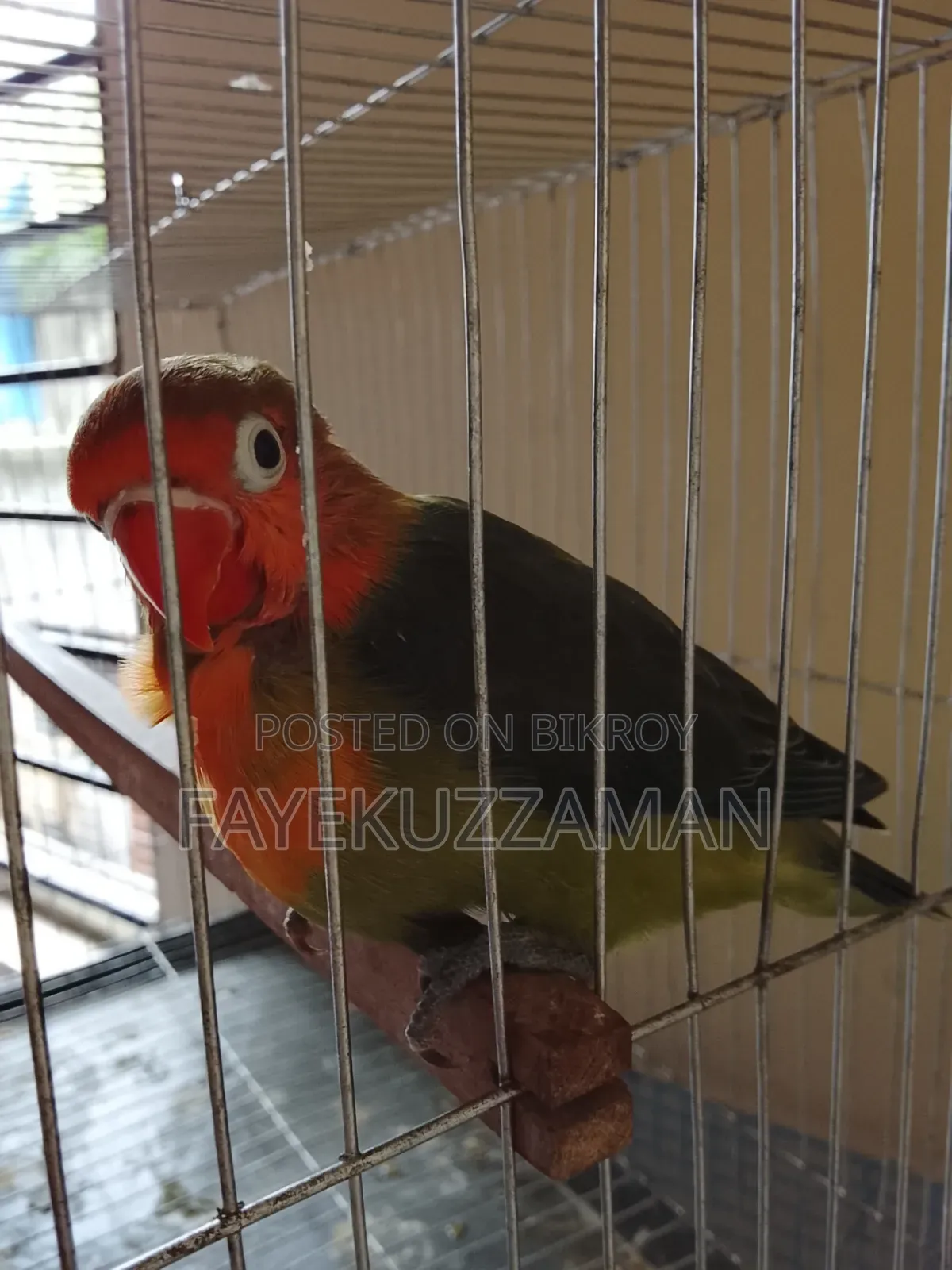 ১ পিস লাববার্ড সেল হবে