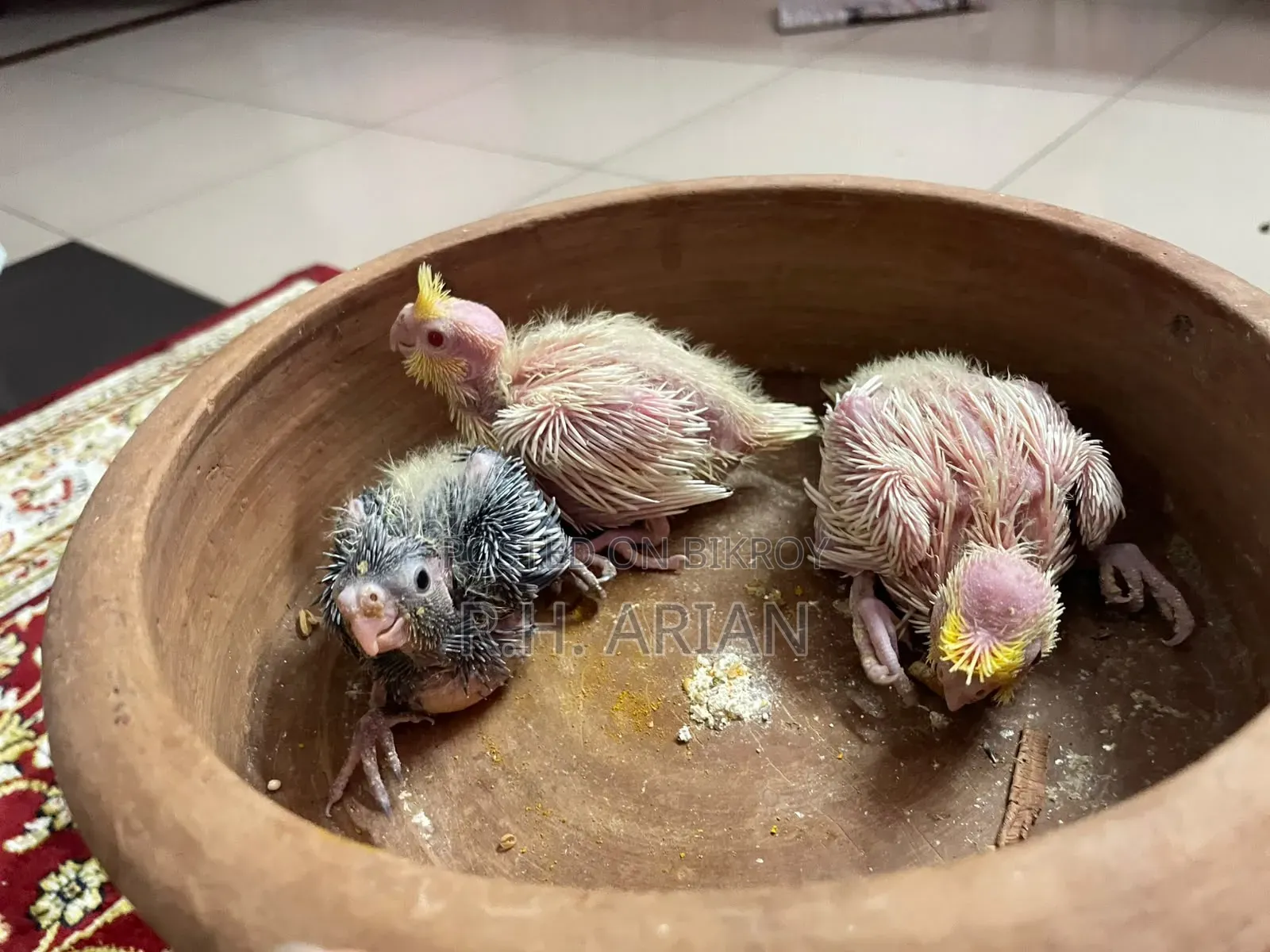 Cockatiel Tame Size Baby