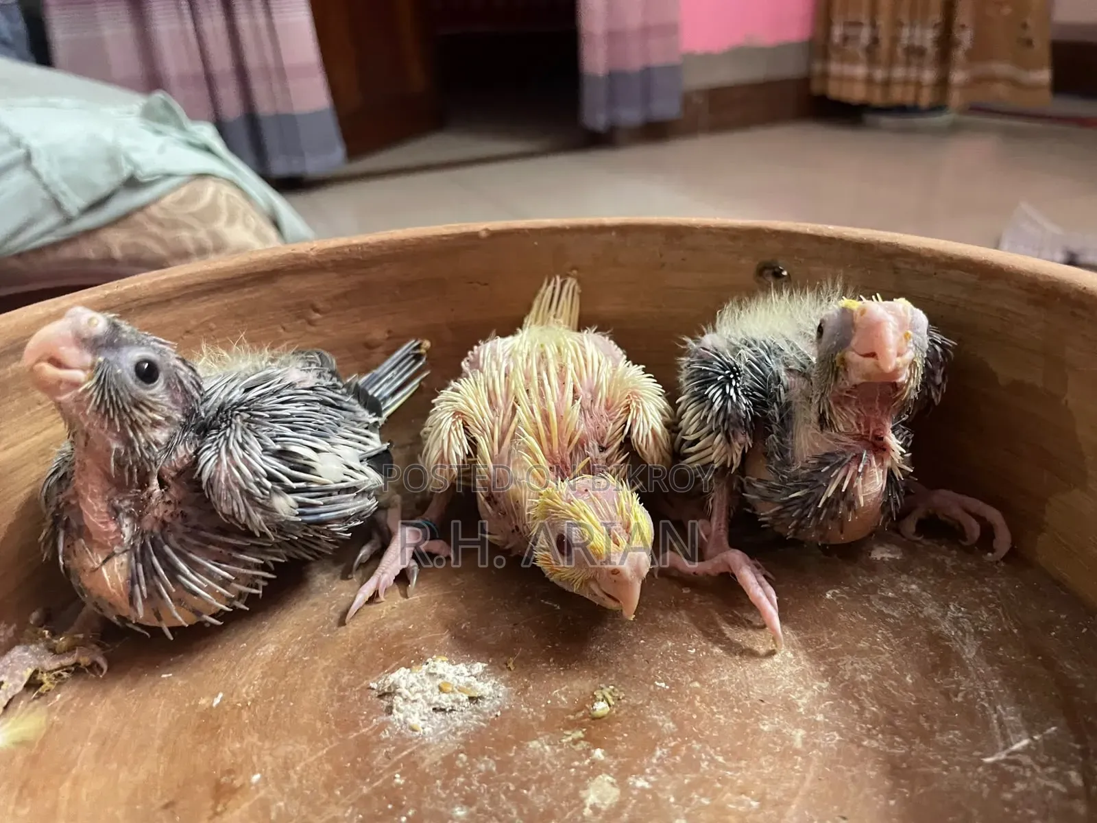 Cockatiel Tame Size Baby