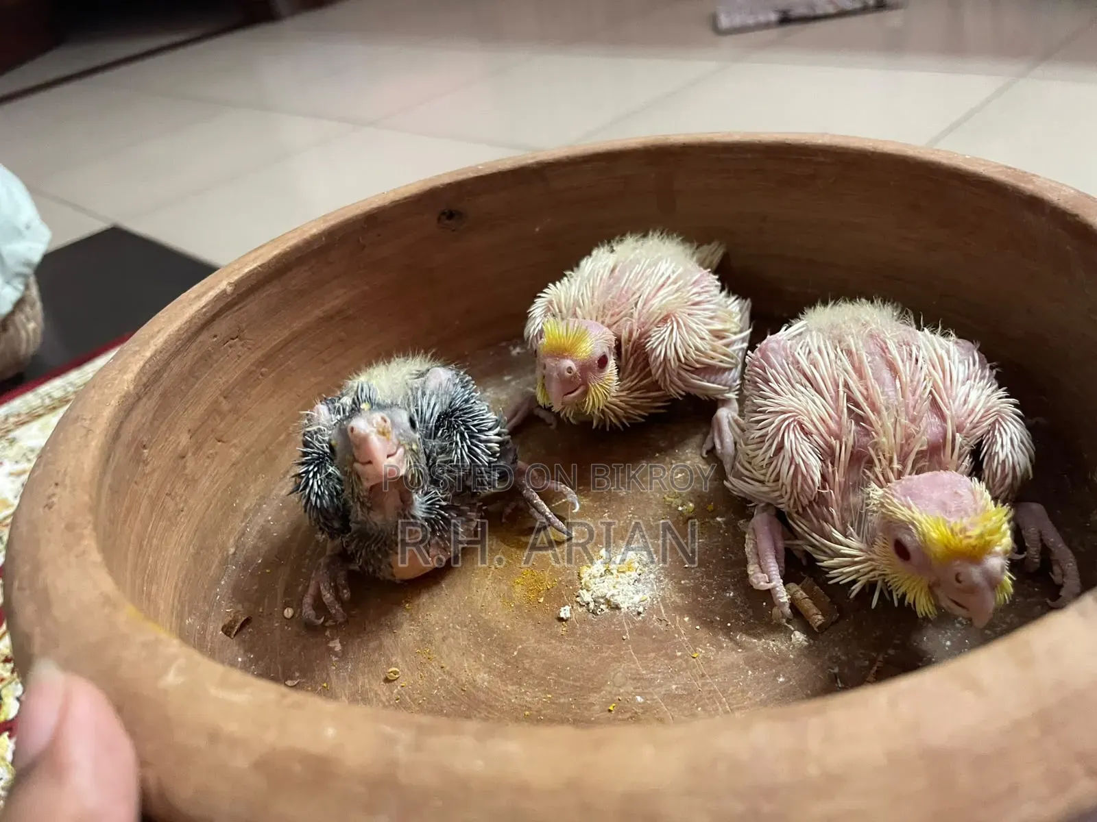 Cockatiel Tame Size Baby