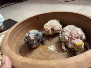 Cockatiel Tame Size Baby