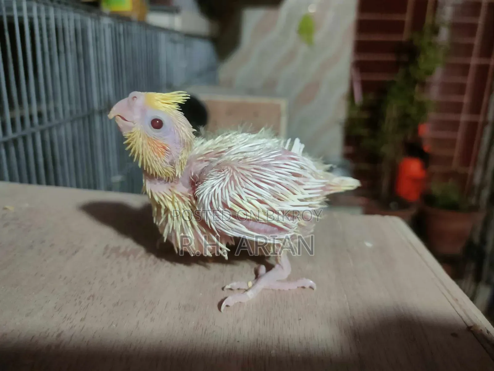 Cockatiel Tame Size Baby
