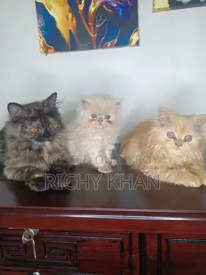 ১-৩ মাস বয়সী ফিমেল পিওরব্রেড পার্সিয়ান
