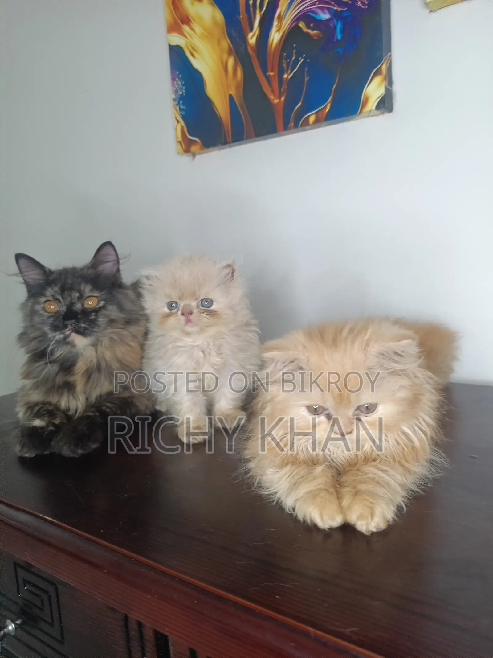 1-3 Months Female Purebred Persian