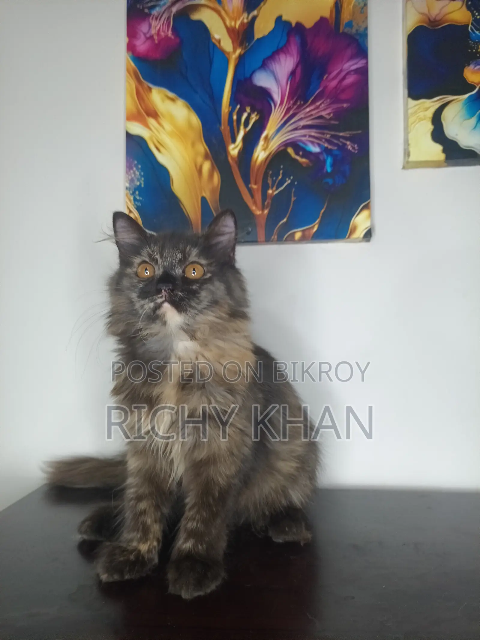 1-3 Months Female Purebred Persian