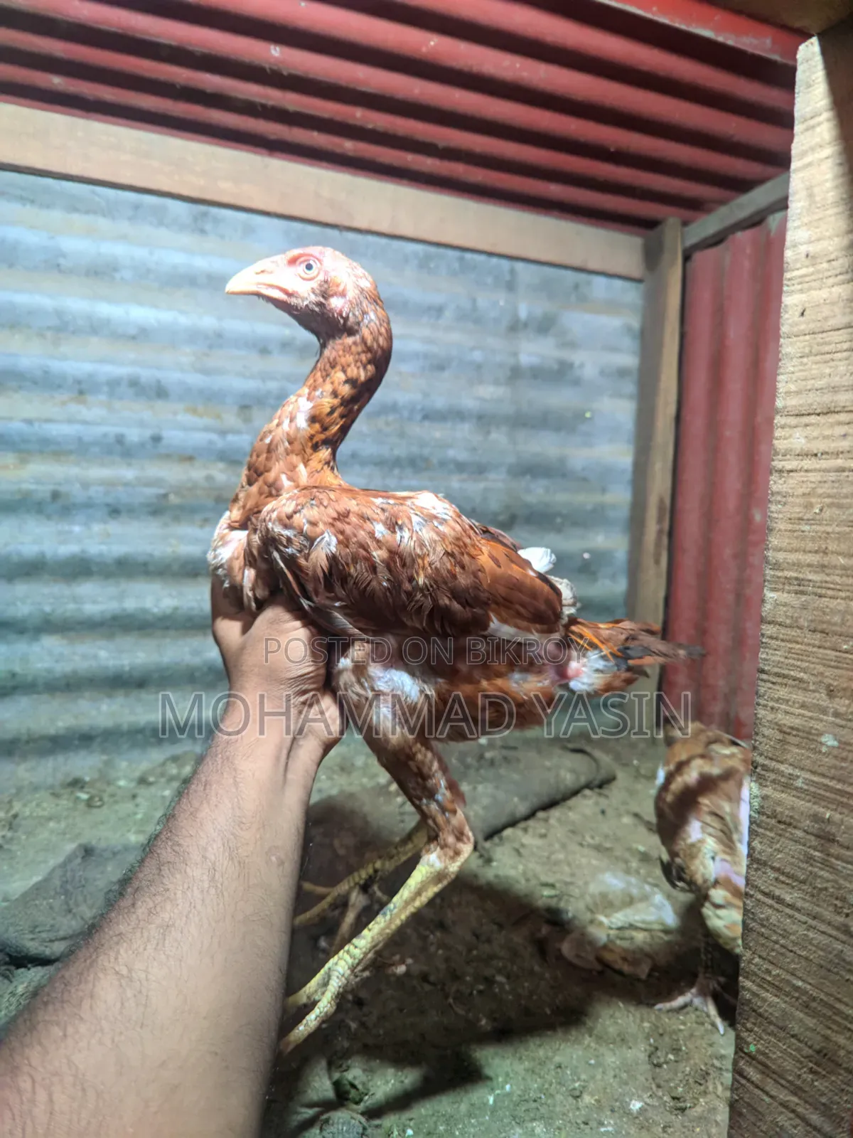 Aseel Rooster Hen
