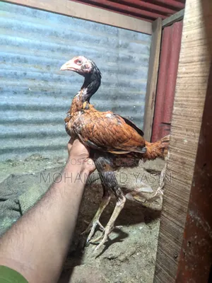 Aseel Rooster Hen