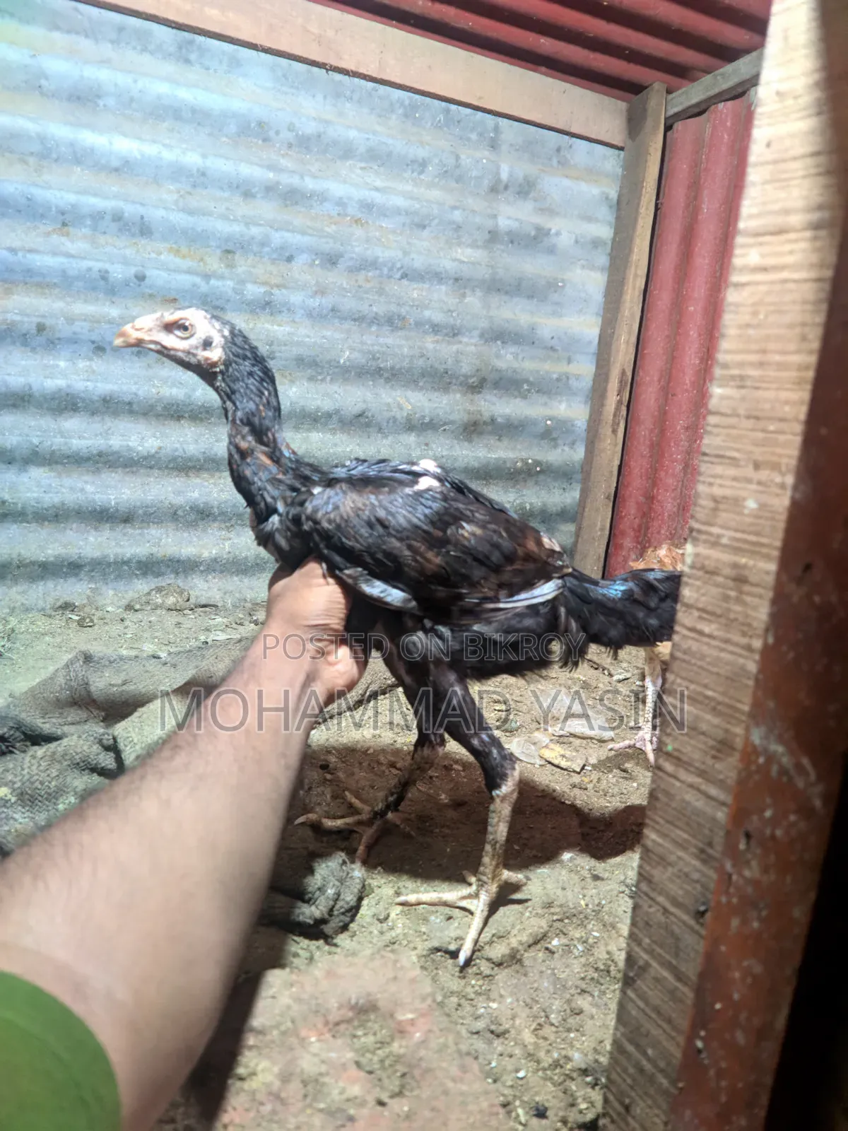 Aseel Rooster Hen