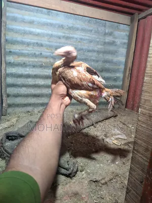 Aseel Rooster Hen