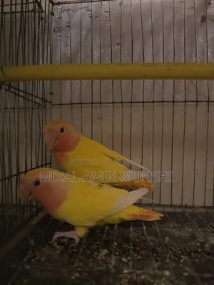 Several pairs of lovebirds will be sold