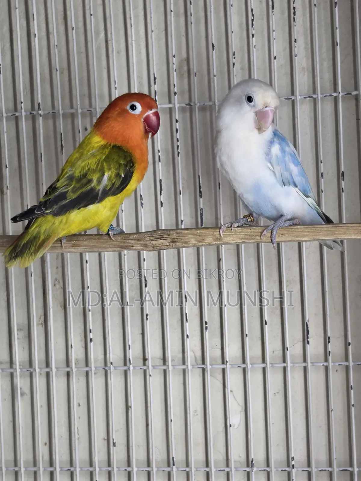 Several pairs of lovebirds will be sold