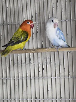 Several pairs of lovebirds will be sold