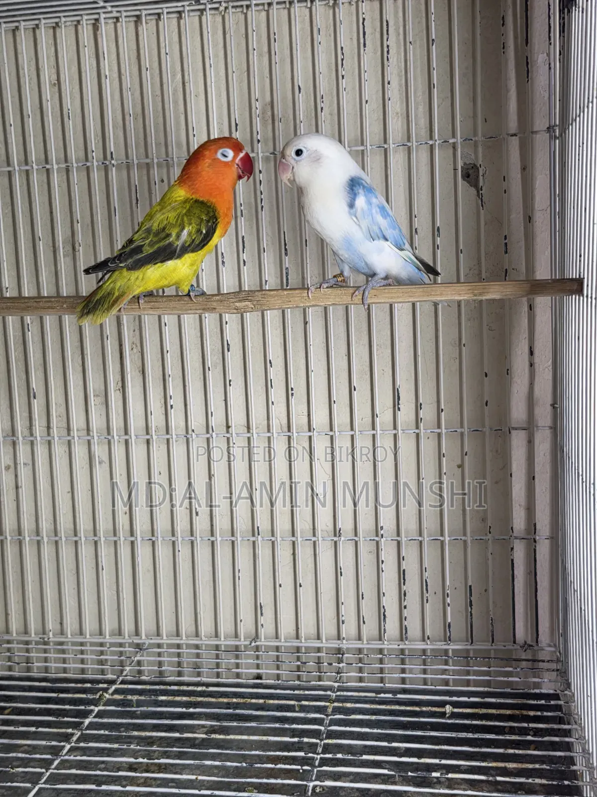 Several pairs of lovebirds will be sold