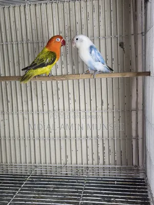 Several pairs of lovebirds will be sold