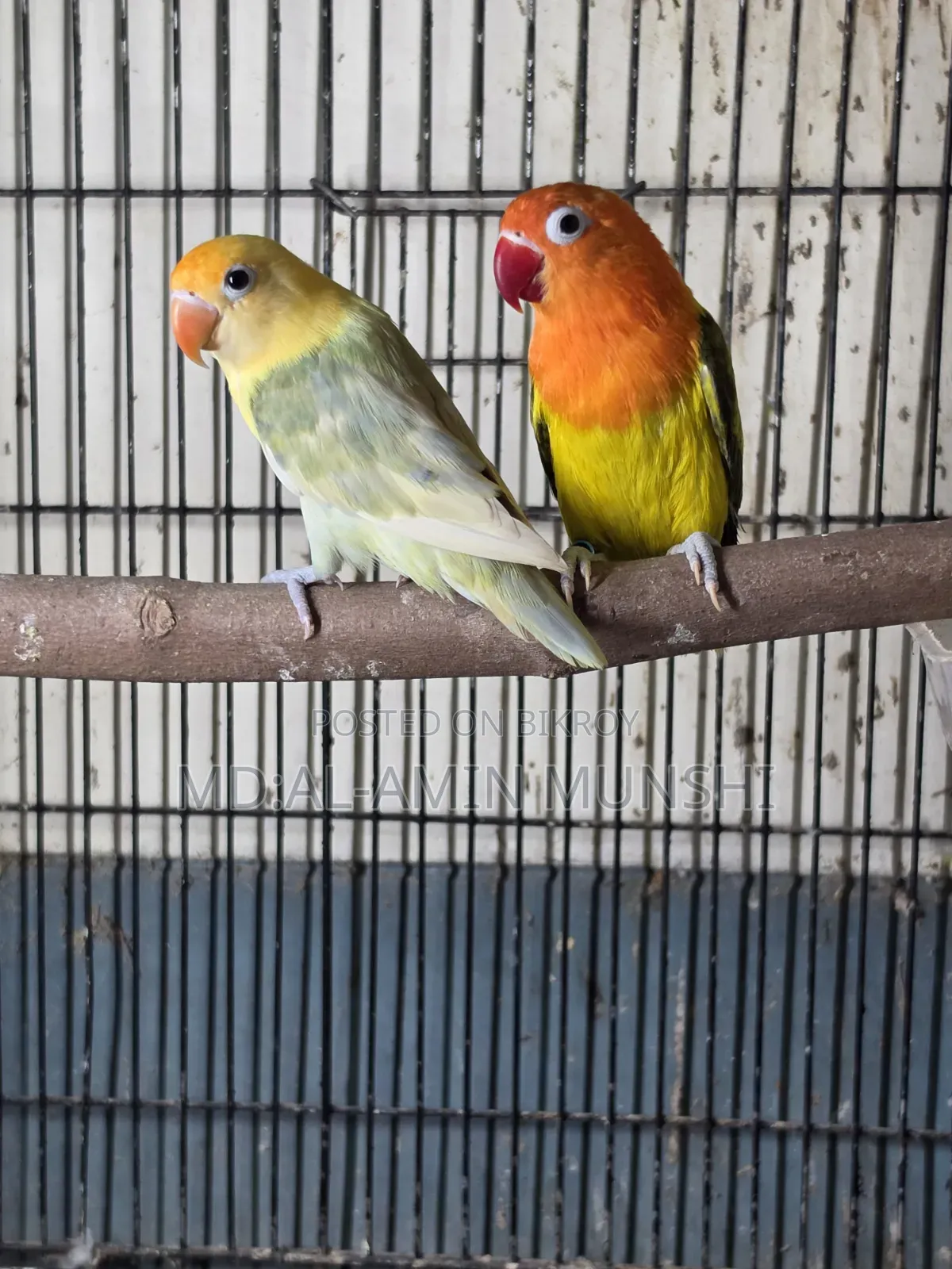 Several pairs of lovebirds will be sold