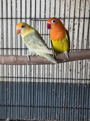 Several pairs of lovebirds will be sold