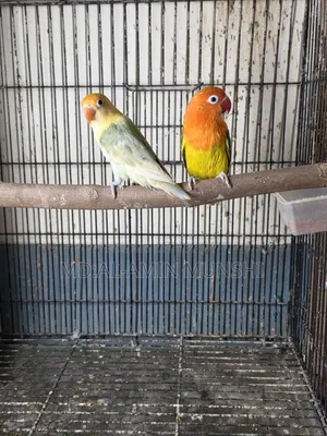 Several pairs of lovebirds will be sold