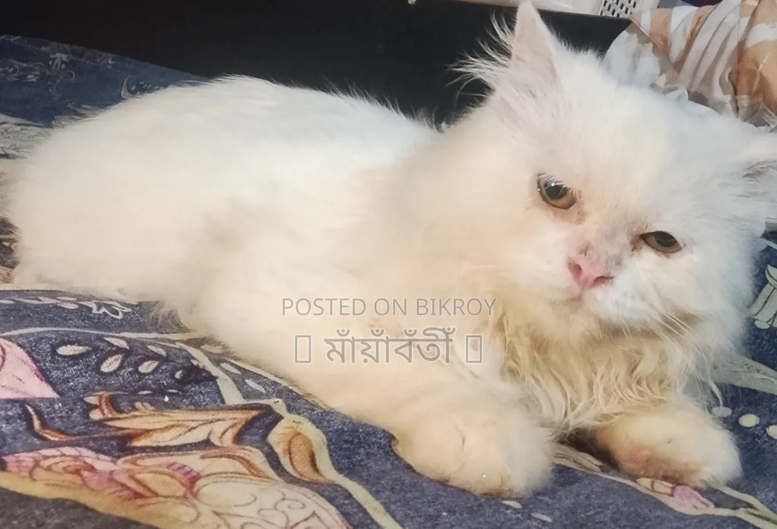 ৩-৬ মাসের পুরুষ খাঁটি পার্সিয়ান বিড়াল