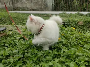 6-12 Months Male Mixed Breed Persian