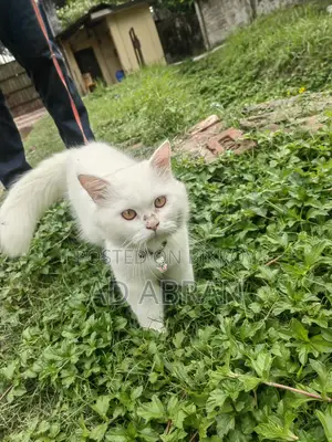 ৬-১২ মাস বয়সী পুরুষ মিশ্র জাতের পার্সিয়ান