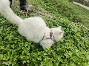 ৬-১২ মাস বয়সী পুরুষ মিশ্র জাতের পার্সিয়ান