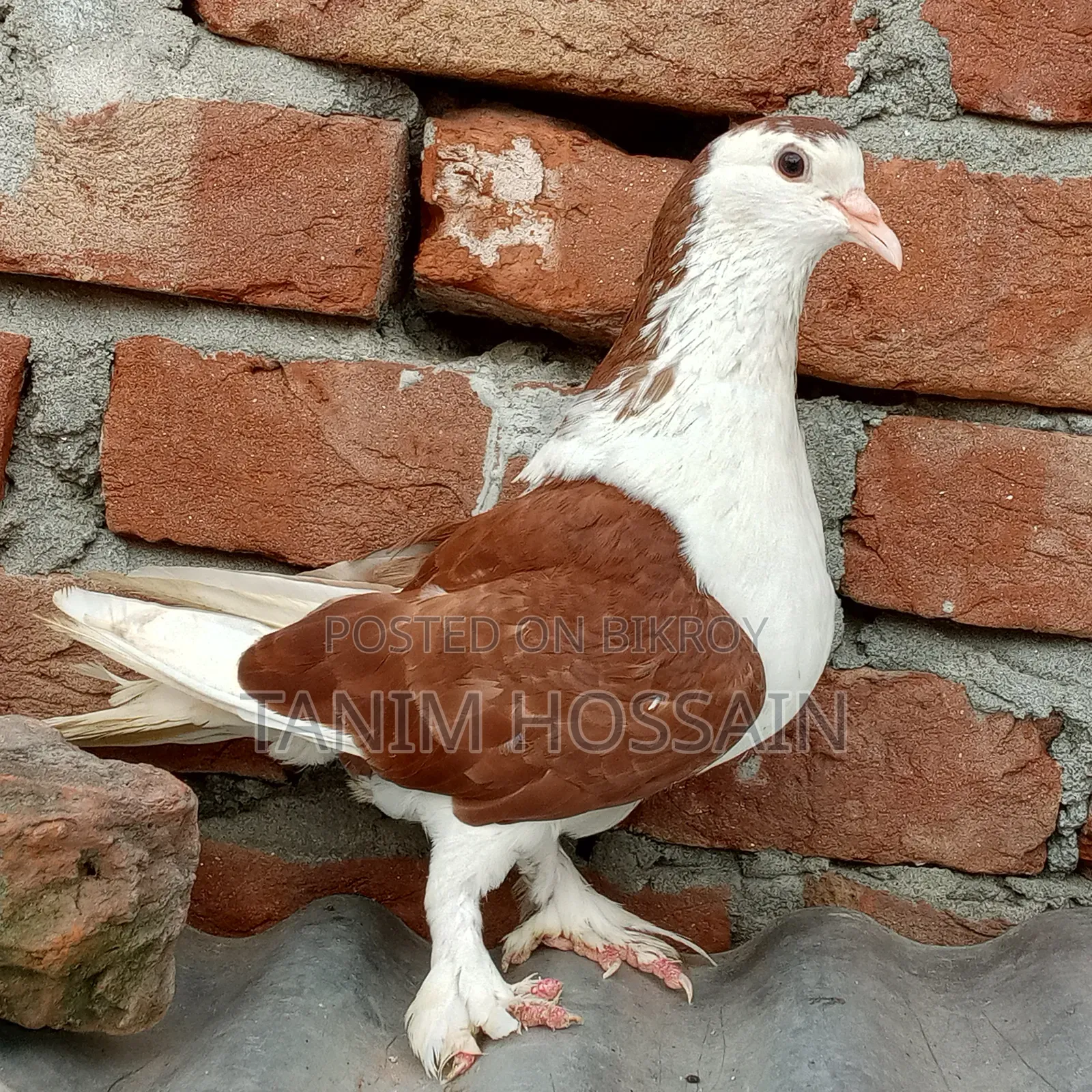লাহোরী নর কবুতর