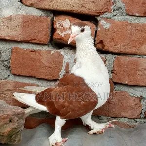 লাহোরী নর কবুতর