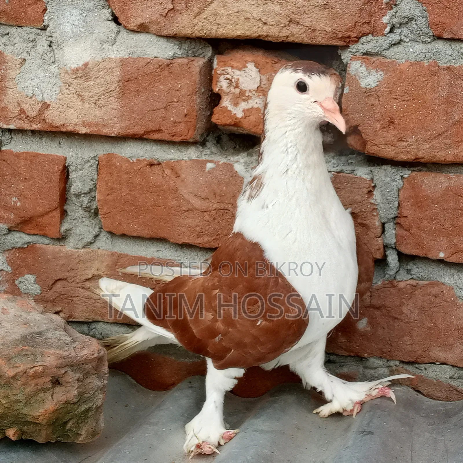লাহোরী নর কবুতর