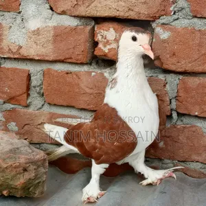 লাহোরী নর কবুতর