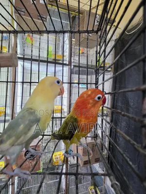 Two pairs of lovebirds for sale