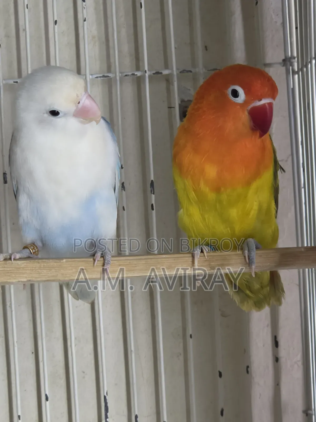 Two pairs of lovebirds for sale