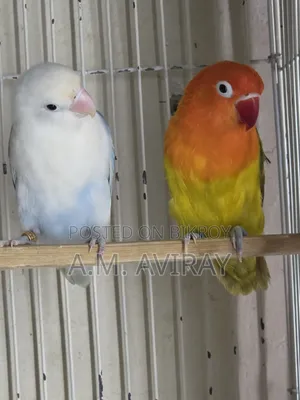 Two pairs of lovebirds for sale