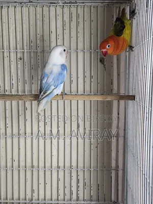 Two pairs of lovebirds for sale