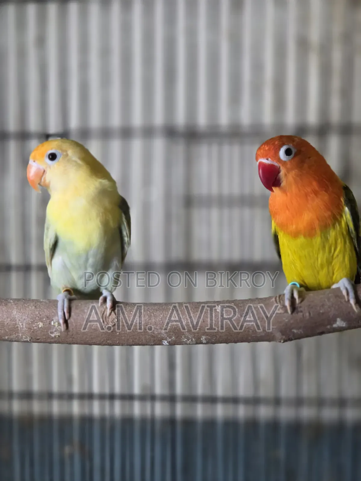 Two pairs of lovebirds for sale
