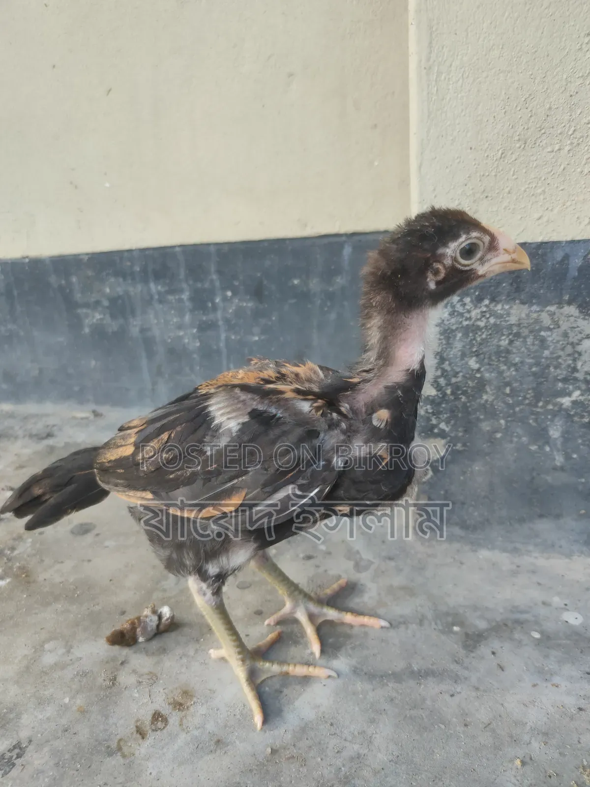 Aseel Chicken Chicks For Sale