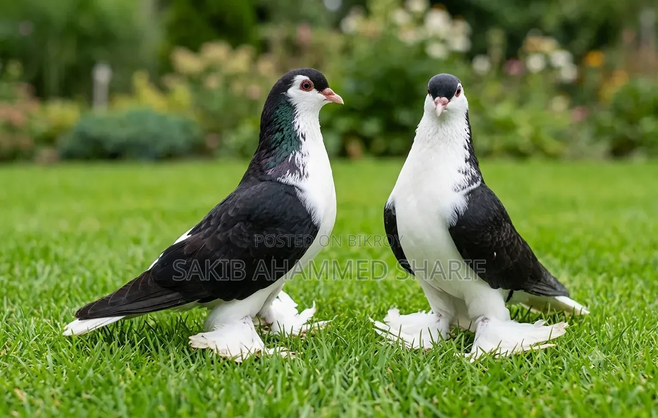 Lahori Pigeon. Siraji Pigeon