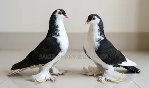 Lahori Pigeon. Siraji Pigeon