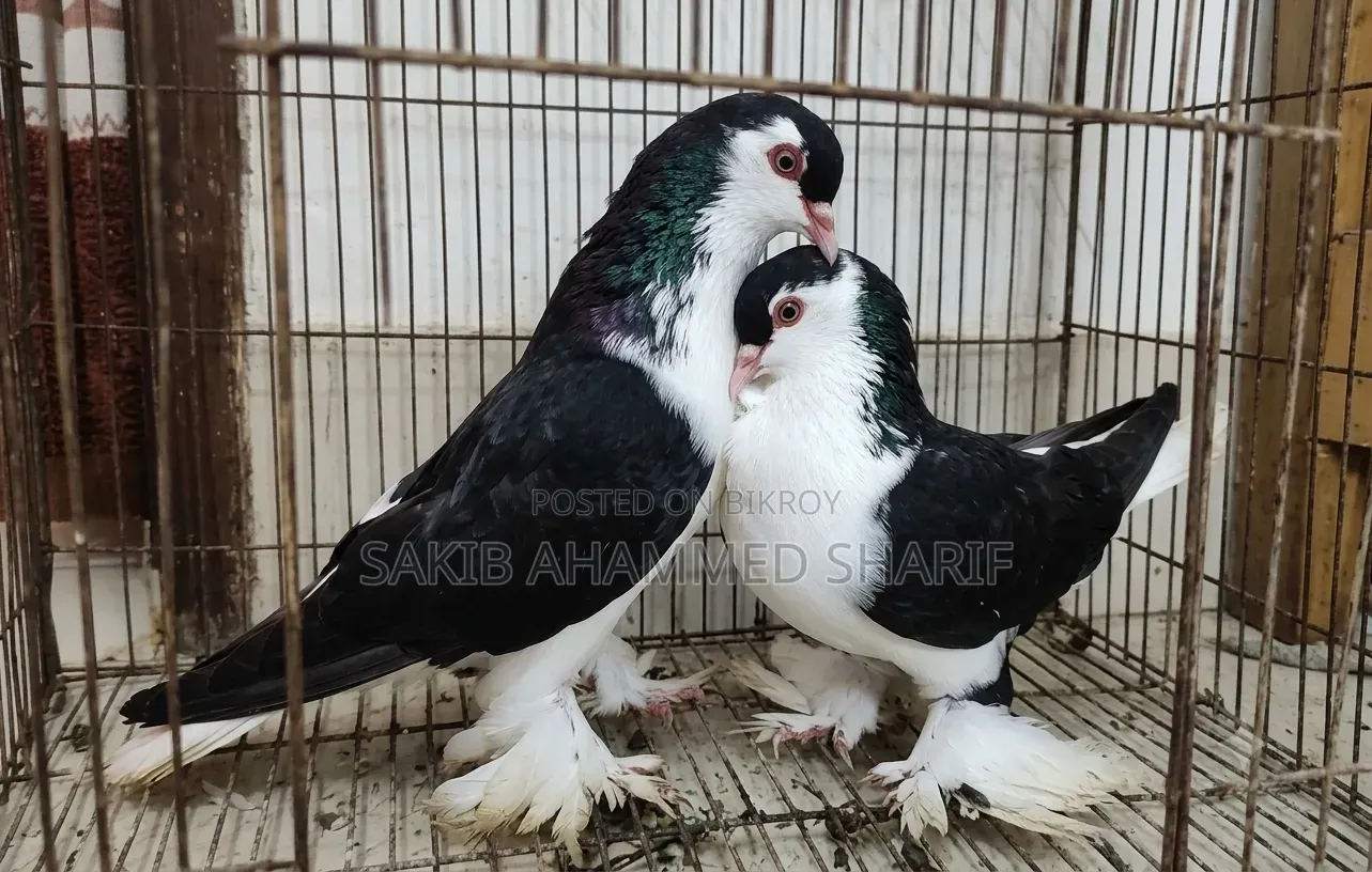 Lahori Pigeon. Siraji Pigeon