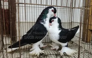 Lahori Pigeon. Siraji Pigeon