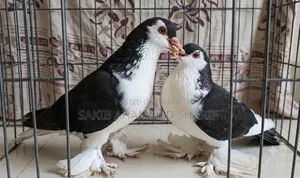 Lahori Pigeon. Siraji Pigeon
