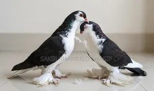Lahori Pigeon. Siraji Pigeon