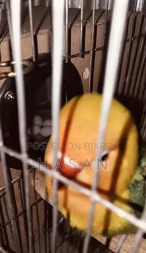 লাভ বার্ড গ্রিন ফিশার