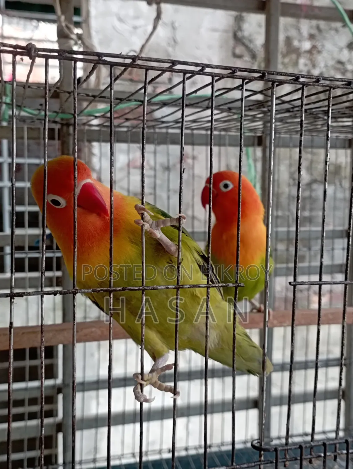 লাভ বার্ড গ্রিন ফিশার